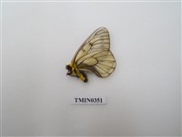 藏品(日本產粉蝶)的圖片